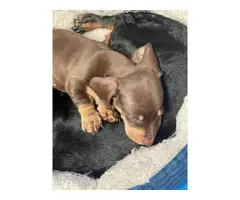 Three male mini dachshund puppies looking for homes - 5