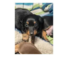 Three male mini dachshund puppies looking for homes - 6