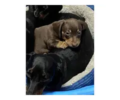 Three male mini dachshund puppies looking for homes - 7
