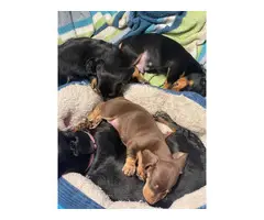 Three male mini dachshund puppies looking for homes - 8