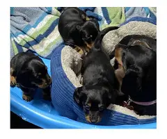 Three male mini dachshund puppies looking for homes - 9