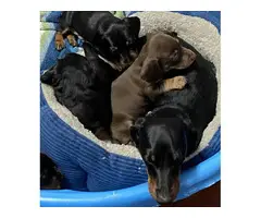 Three male mini dachshund puppies looking for homes - 10