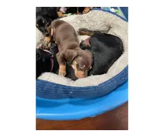 Three male mini dachshund puppies looking for homes - 11