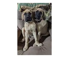 1 male and 1 female English Mastiff puppies