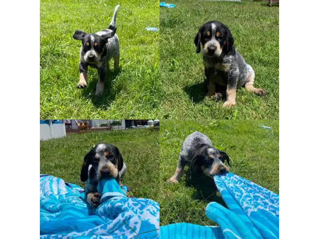 Blue Tick and Red Tick Coonhound puppies - 3/4