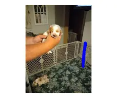 3 adorable basset hound puppies - 3