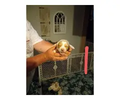 3 adorable basset hound puppies - 5
