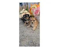 2 cutest Morkie puppies for sale - 3