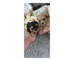 2 cutest Morkie puppies for sale - 4