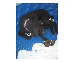 5 Standard Poodle Puppies for Sale