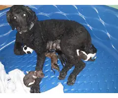 5 Standard Poodle Puppies for Sale - 2