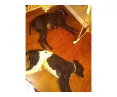 5 Standard Poodle Puppies for Sale - 6