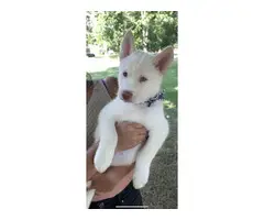 Pure White Husky Sibe puppies