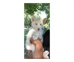 Pure White Husky Sibe puppies - 5