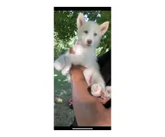 Pure White Husky Sibe puppies - 6