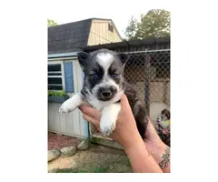 4 male Husky puppies for sale - 3
