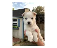 4 male Husky puppies for sale - 6