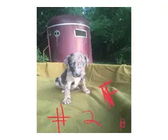 Full blooded Catahoula puppies - 7