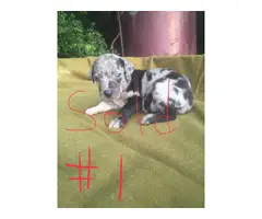 Full blooded Catahoula puppies - 8