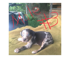 Full blooded Catahoula puppies