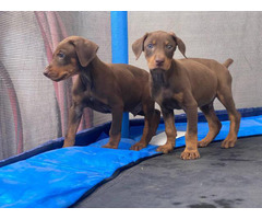 2 healthy Doberman puppies for sale