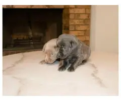 2 Silver Labrador Retriever pups for sale