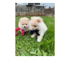 Purebred white and tan Pomeranian puppies