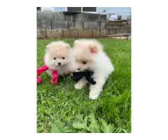 Purebred white and tan Pomeranian puppies