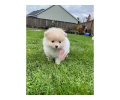 Purebred white and tan Pomeranian puppies - 2