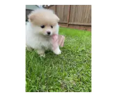 Purebred white and tan Pomeranian puppies - 4