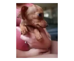 Male Chiweenie puppy ready for a new home