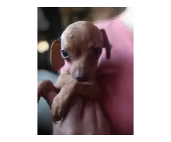Male Chiweenie puppy ready for a new home - 2