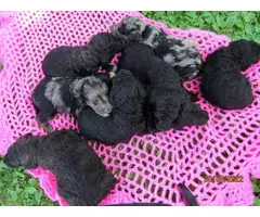 Gorgeous Goldendoodle puppies for sale