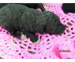 Gorgeous Goldendoodle puppies for sale - 2