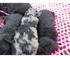 Gorgeous Goldendoodle puppies for sale - 3