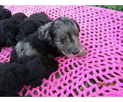 Gorgeous Goldendoodle puppies for sale - 4