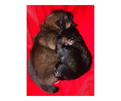 Pomeranian Purebred Puppies for Sale