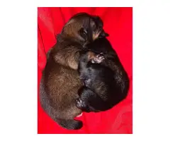 Pomeranian Purebred Puppies for Sale - 5