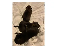 Pomeranian Purebred Puppies for Sale - 8