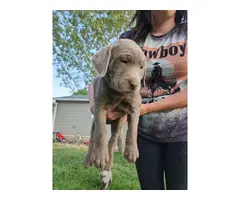 2 female silver lab puppies for sale