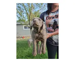 2 female silver lab puppies for sale - 2