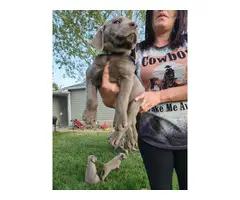 2 female silver lab puppies for sale - 4