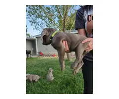 2 female silver lab puppies for sale - 5