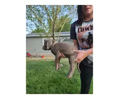 2 female silver lab puppies for sale - 6