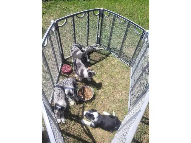 Border Collie Aussie Mix Puppies for adoption - 1/6