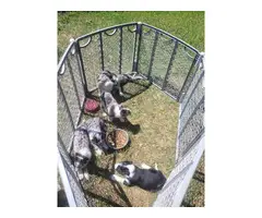Border Collie Aussie Mix Puppies for adoption