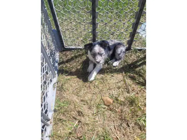 Border Collie Aussie Mix Puppies for adoption - 2/6
