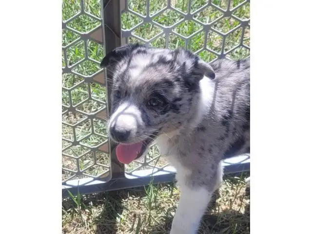 Border Collie Aussie Mix Puppies for adoption - 3/6