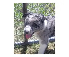Border Collie Aussie Mix Puppies for adoption - 3