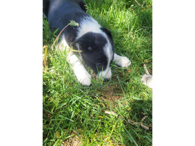 Border Collie Aussie Mix Puppies for adoption Helena - Puppies for Sale ...